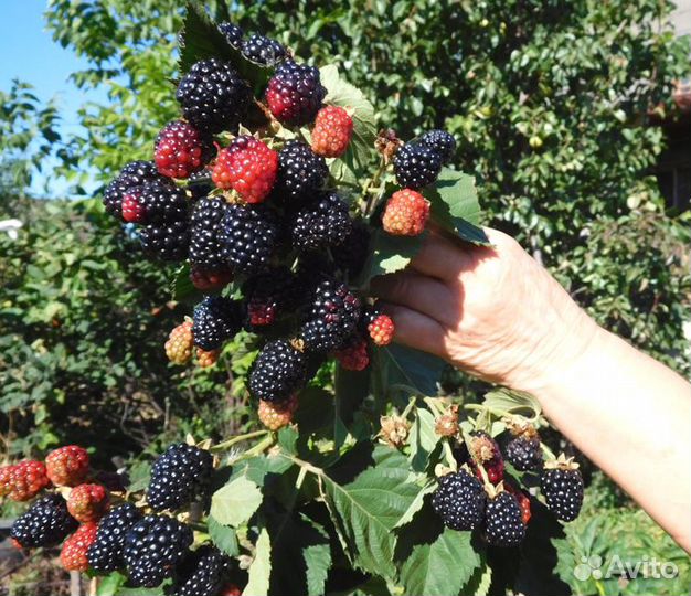 Саженцы ежевики