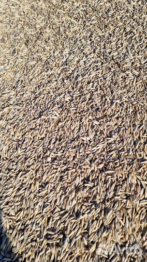 Овёс вика горох