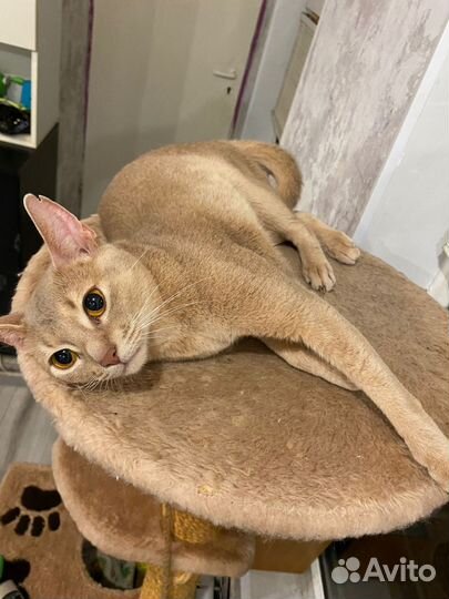 Абиссинская кошка