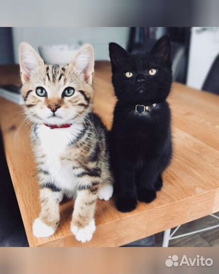 Котята, котятки в добрые руки