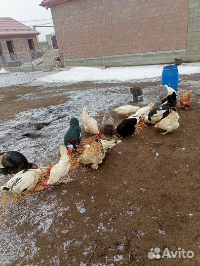 Индоутки козлы