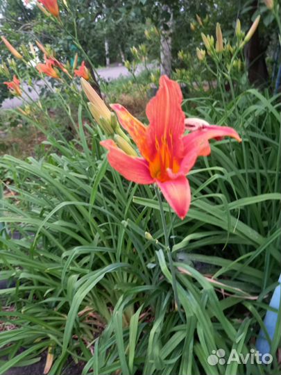 Гиппиаструм