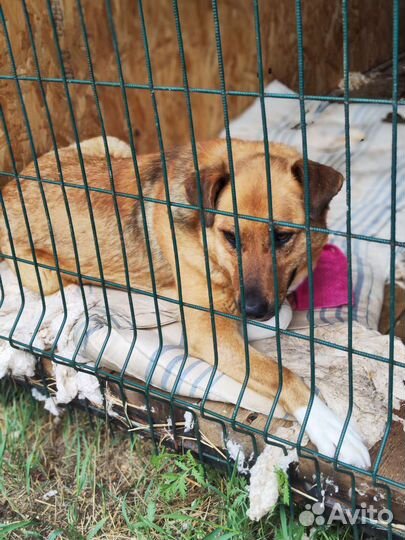 Собака в добрые руки