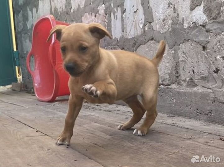 Щенки в добрые руки