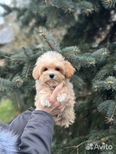 Мальтипу мини