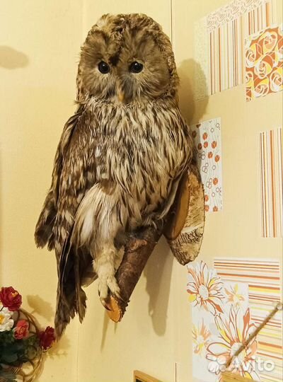 Чучела животных и птиц