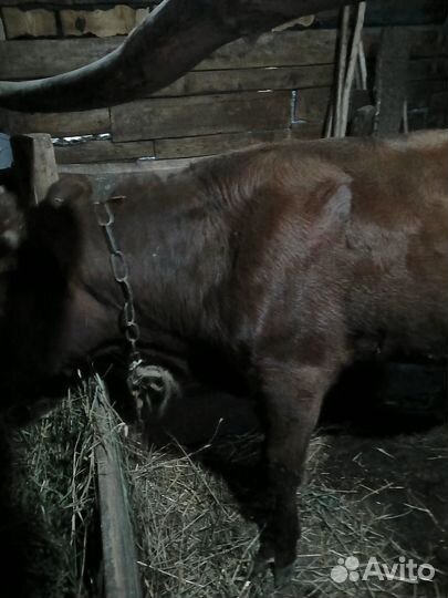 Телята бычки