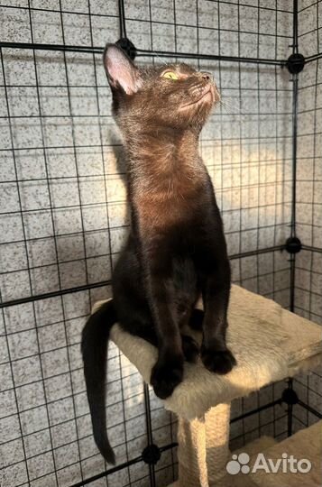 Котик в добрые руки