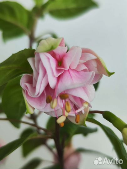 Фуксия Natasha Sinton