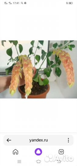 Комнатные растения цветы