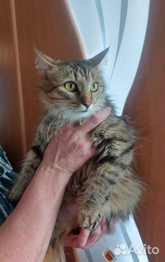 Кошечка в добрые руки
