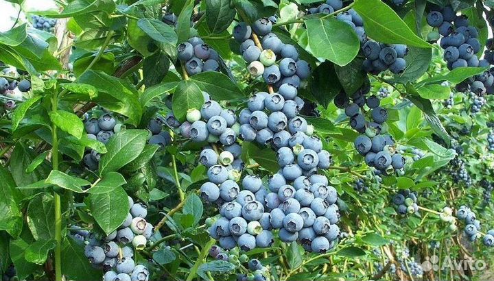 Голубика саженцы с доставкой