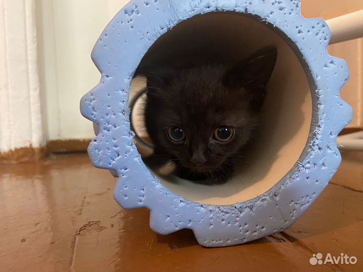 Черный котенок в добрые руки