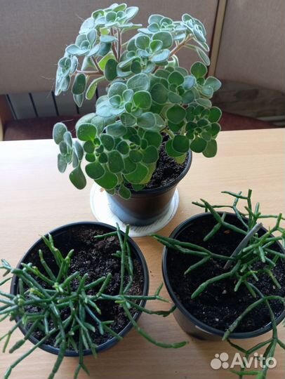 Толстянка и другие растения