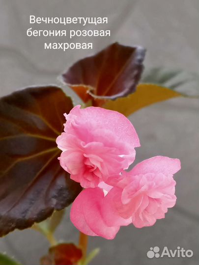 Бегония Элатиор