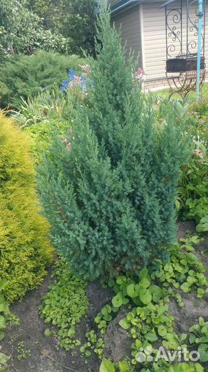 Саженцы хвойных растений