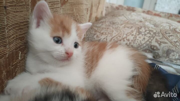 Котята в добрые руки даром