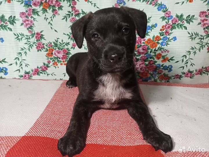 Отдам собаку в добрые руки (щенок девочка)