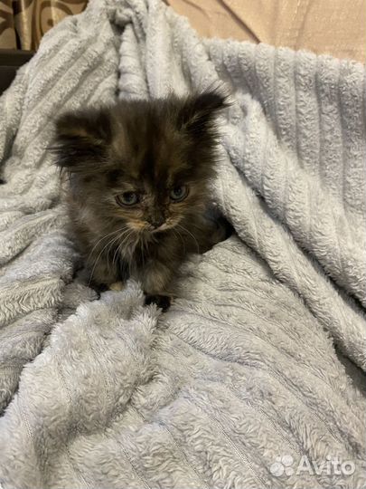 Котенок девочка