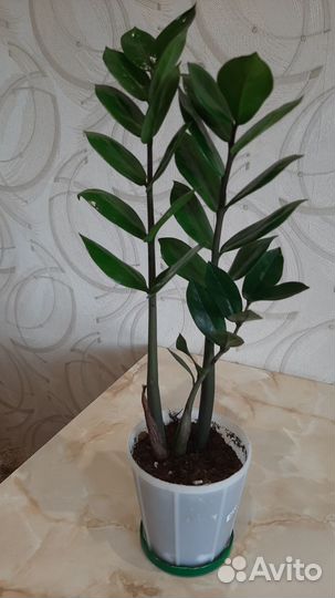 Замиокулькас