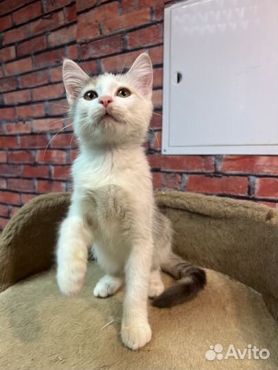 Трехцветная красавица Соня 3 мес