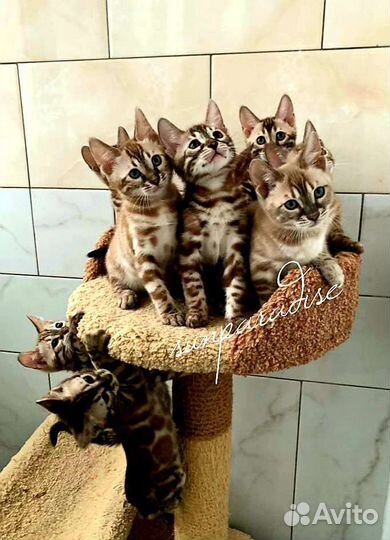 Бенгальские снежные котята(с документами)