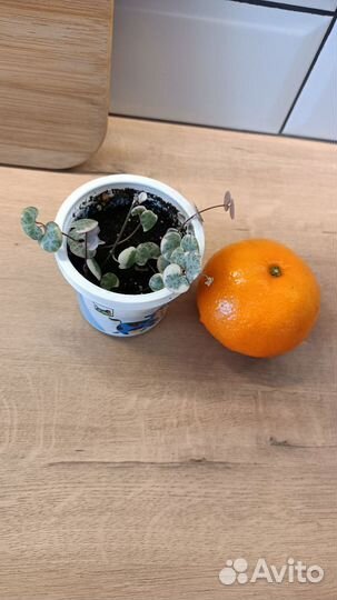 Церопегия вариегатная