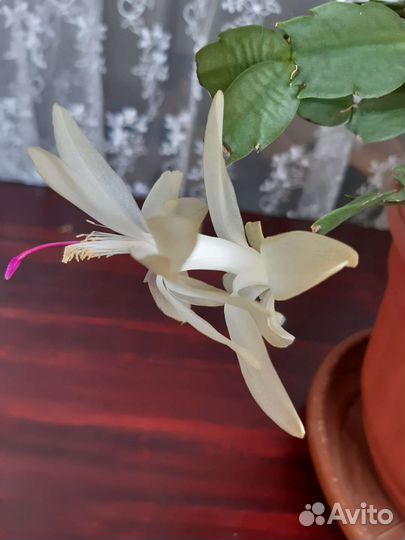 Декабрист красный белый розовый желтый