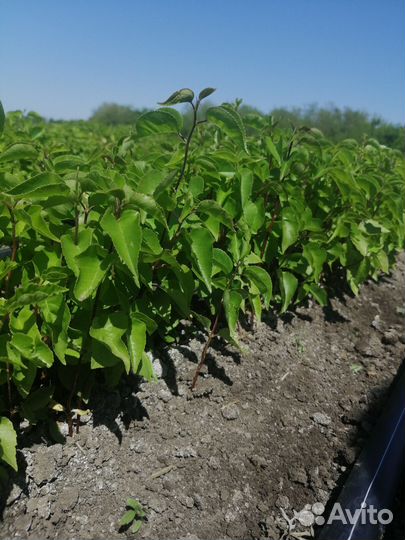Подвой антипка, есть объём