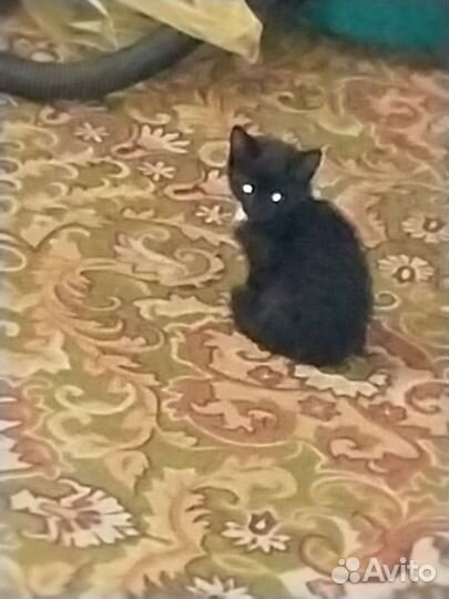 Черный котенок