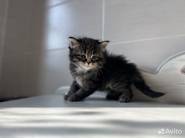 Котята мейн-кун бесплатно