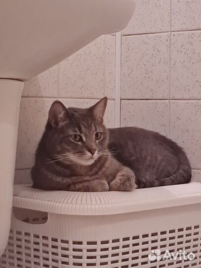 Отдам кота в добрые руки