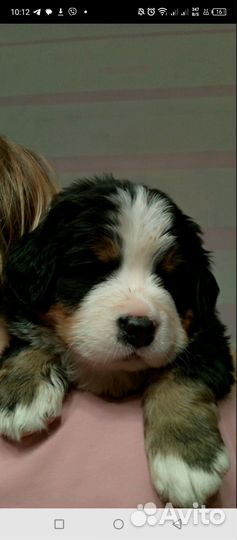 Берносчастье