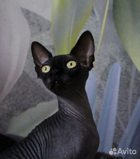 Канадский сфинкс