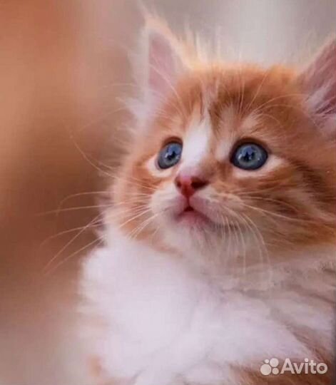 Котята, котики в добрые руки, помогу найти