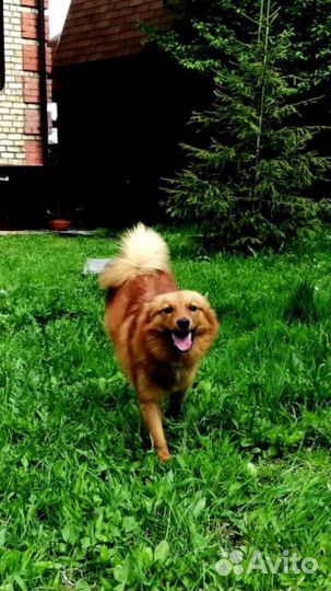 Передержка собак