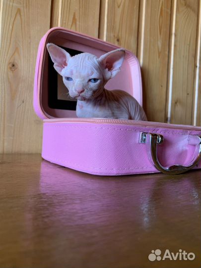 Канадский Сфинкс котенок