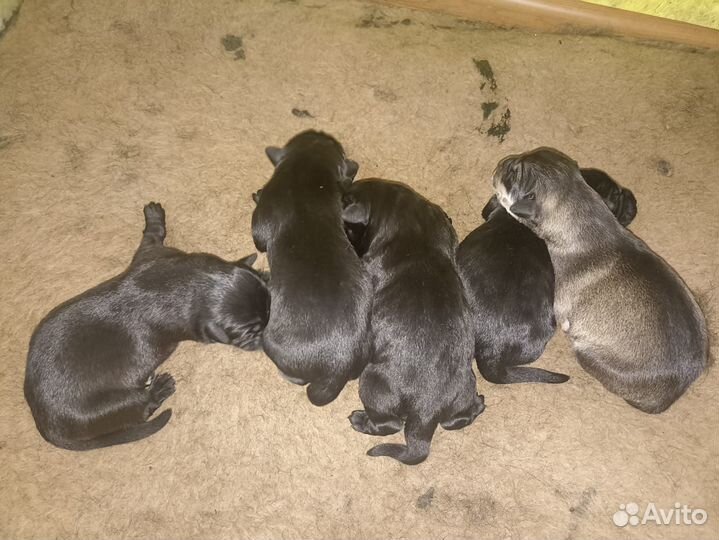 Щенки в добрые руки