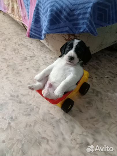 Щенок 2 месяца