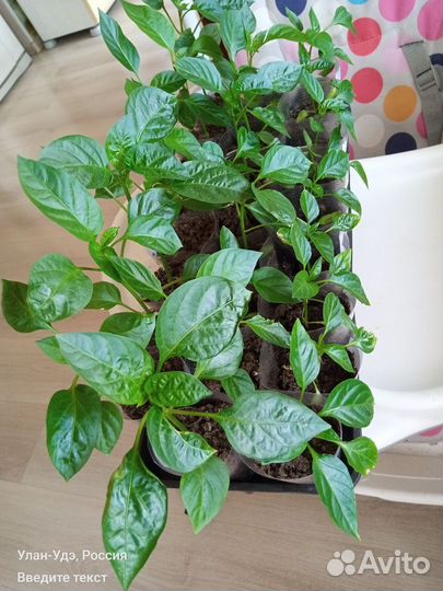 Пикированная рассада сладкого перца