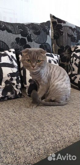 Стрижка кошек и собак