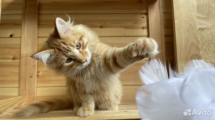 Заводной апельсин котенок мейн-кун