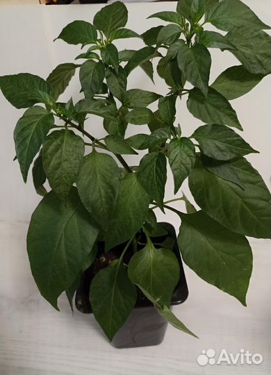 Перец острый красный