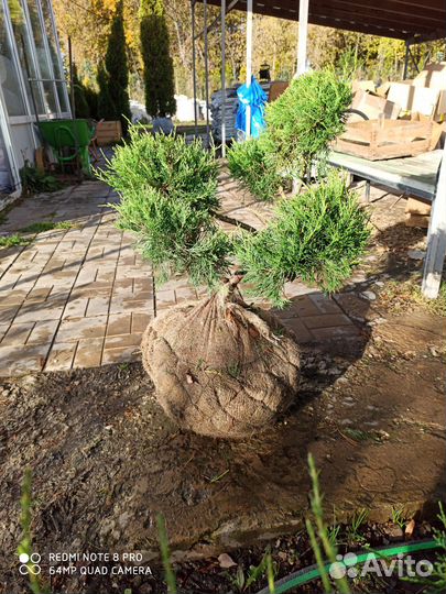 Бонсай из можжевельника