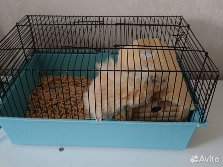 Хомяк с клеткой