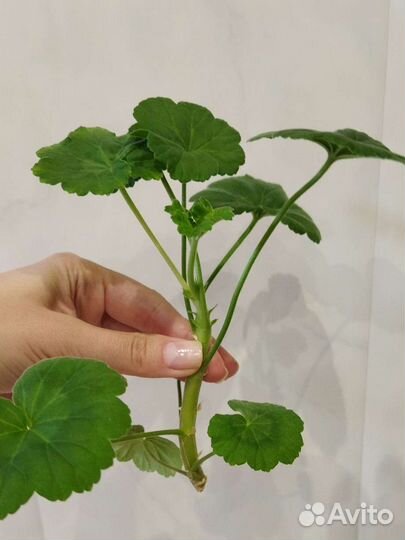 Комнатные растения цветы (кактус, рео, герань)