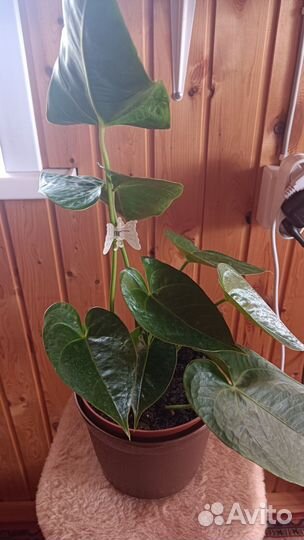 Антуриум Эдисон