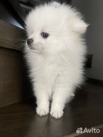 Немецкий шпиц