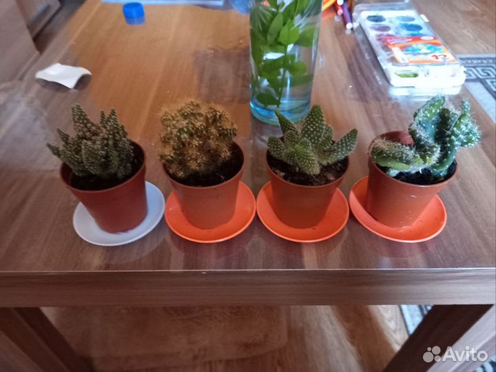 Кактусы и суккуленты