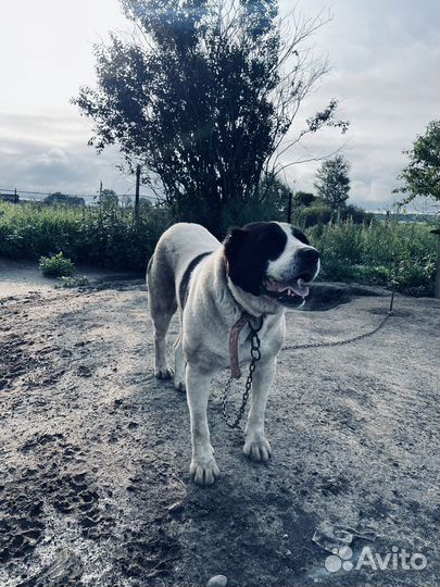 Средниазистскя овчарка (алабай )